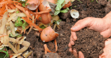 Che Vuol Dire Compost